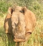 rhino head on